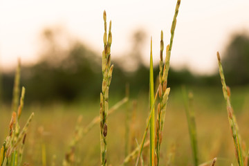 rice plant In the field In the sunset