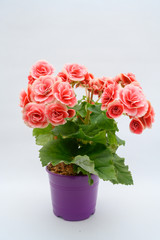 Giant Begonia in pink plant