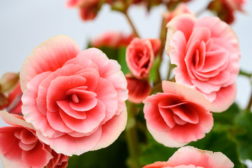 Giant Begonia in pink 