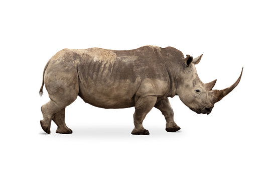 Rhino Walking Images – Browse 6,990 Stock Photos, Vectors, and Video |  Adobe Stock