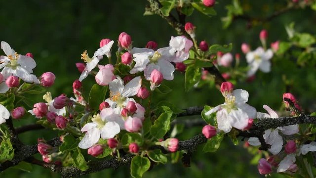 Apple flower On the shade bloom with a good blossom. copy space