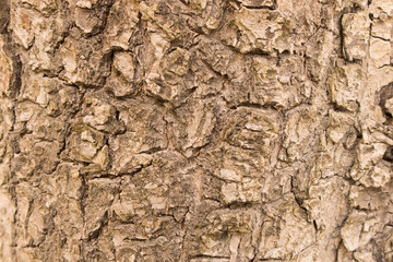 The background texture of the tree bark . Close up.