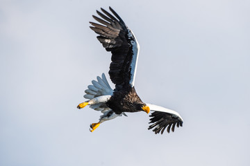 Adult Steller's sea eagle in flight.  