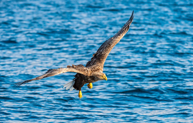 White-tailed eagle fishing. Blue Ocean Background. Scientific name: Haliaeetus albicilla, also known as the ern, erne, gray eagle, Eurasian sea eagle and white-tailed sea-eagle.