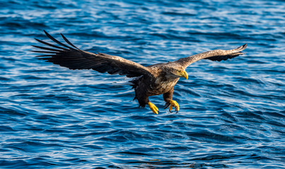 Adult White-tailed eagles fishing. Front view. Blue Ocean Background. Scientific name: Haliaeetus albicilla, also known as the ern, erne, gray eagle, Eurasian sea eagle and white-tailed sea-eagle.