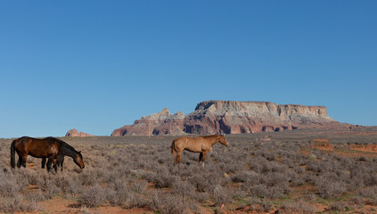 A road trip through Arizona lead us through the Marble Canyon, open desert, Indian reservations and wild life with colorful rock formations and blue sky