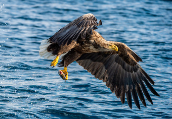 White-tailed eagle fishing. Blue Ocean Background. Scientific name: Haliaeetus albicilla, also known as the ern, erne, gray eagle, Eurasian sea eagle and white-tailed sea-eagle.