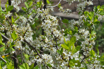 White Blackthorn flowers