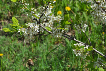 White Blackthorn flowers