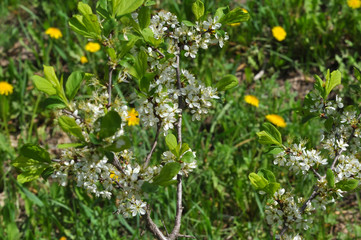 White Blackthorn flowers