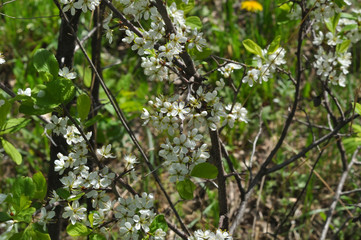 White Blackthorn flowers