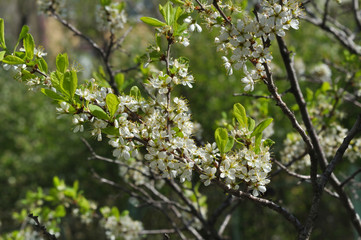 White Blackthorn flowers