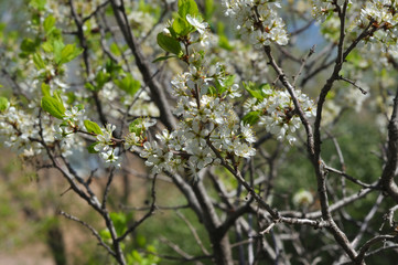 White Blackthorn flowers