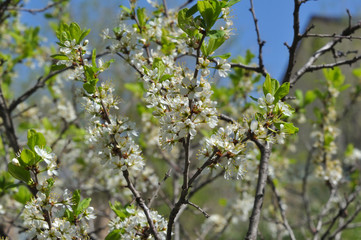 White Blackthorn flowers