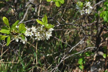 Fototapeta premium White Blackthorn flowers