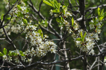White Blackthorn flowers