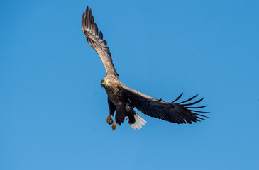 Adult White-tailed eagle in flight. Front view. Sky background. Scientific name: Haliaeetus albicilla, also known as the ern, erne, gray eagle, Eurasian sea eagle and white-tailed sea-eagle.