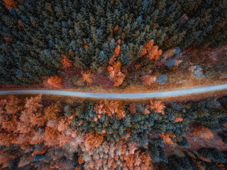 fire in the forest, mold 