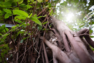 The natural beauty of wood, roots, trees, and leaves. With the warm light of the sunset