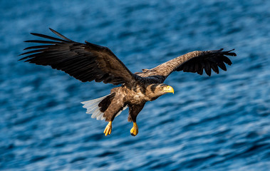 White-tailed eagle fishing. Blue Ocean Background. Scientific name: Haliaeetus albicilla, also known as the ern, erne, gray eagle, Eurasian sea eagle and white-tailed sea-eagle.