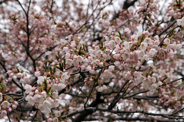 Blooming cherry branches as a floral background