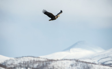 Adult White-tailed eagle in flight. Mountain background. Scientific name: Haliaeetus albicilla, also known as the ern, erne, gray eagle, Eurasian sea eagle and white-tailed sea-eagle. Natural Habitat.