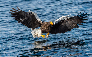 Adult Steller's sea eagle fishing. Scientific name: Haliaeetus pelagicus. Blue ocean background. Natural Habitat.