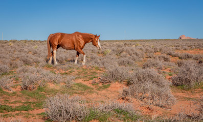 wild horses make their way through open desert land and stop for some chewing on grass, play with each other, seemingly pose for a picture in Page, Arizona