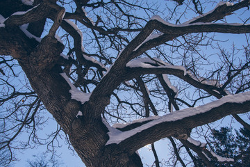 北海道神宮の木（Trees in the precincts of Hokkaido Jingu）
