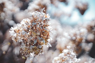 Fototapeta premium a tree in winter, closeup of white flowers, dry floral background