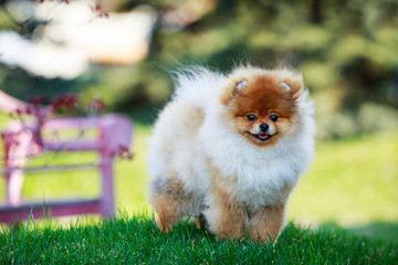 The dog breed pomeranian spitz