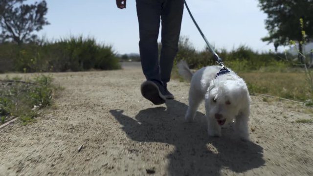 Walk your dog in sunny day