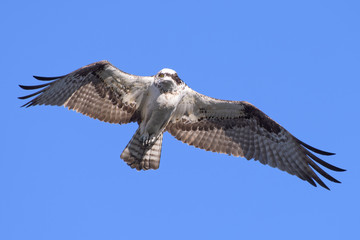 Colorado Wildlife - American Osprey in Flight Against a Clear Blue Sky