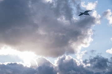 飛翔するカモメ（Flying seagulls）