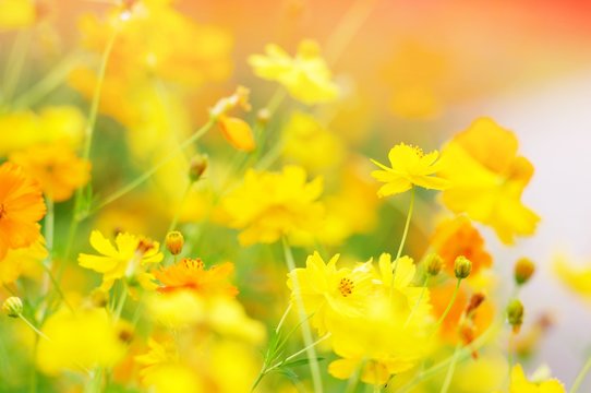 Yellow flowers with grass in spring wind close-up macro with soft focus on a meadow in nature. A beautiful soft light gentle dreamy green background, free space for text 