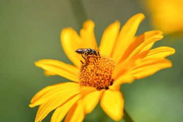  Bee collects nectar on a yellow flower. Bee sitting on a bright yellow flower. Macro