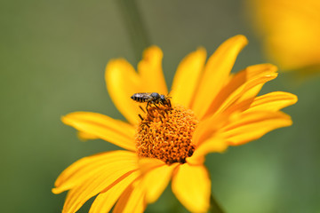 Close up bee collects nectar on a yellow flower. Bee sitting on a bright yellow flower. Macro