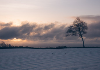 朝日と一本木（Sunrise and a tree）