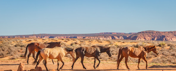 wild horses make their way through open desert land and stop for some chewing on grass, play with...