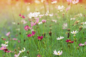 Obraz premium Close up pink cosmos flower on outdoor garden park background with copy space. Floral border and frame for springtime or summer season.