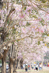 branch of Tabebuia rosea pink trumpet tree "Chompoo Pantip" in Thailand with blurry tourist background.