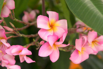 Tropical pink frangipani flowers on green leaves background. Close up plumeria tree.