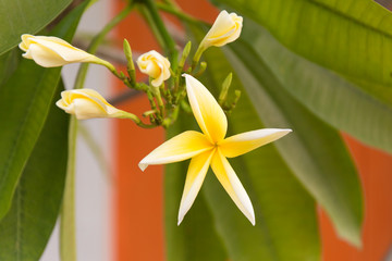 Tropical yellow frangipani flowers on green leaves background. Close up plumeria tree.