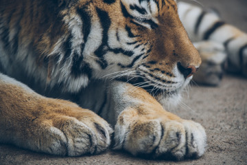 眠っているトラ（Sleeping tigar）