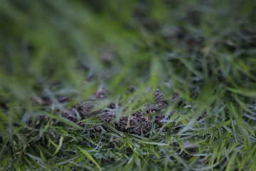 Wavy Grass