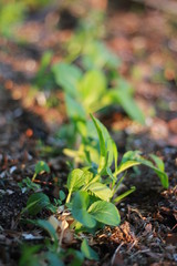 Rows of plants
