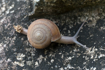 Snail in the shell on the stone. Macro photography.
