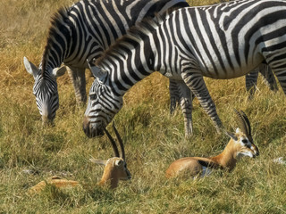 Obraz na płótnie Canvas zebra and gazelle feeding together at amboseli