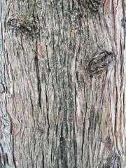 surface texture of the trunk of the cypress