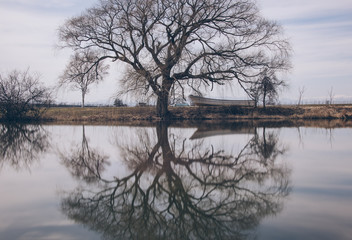逆さに映る大木（A big tree reflected upside down）